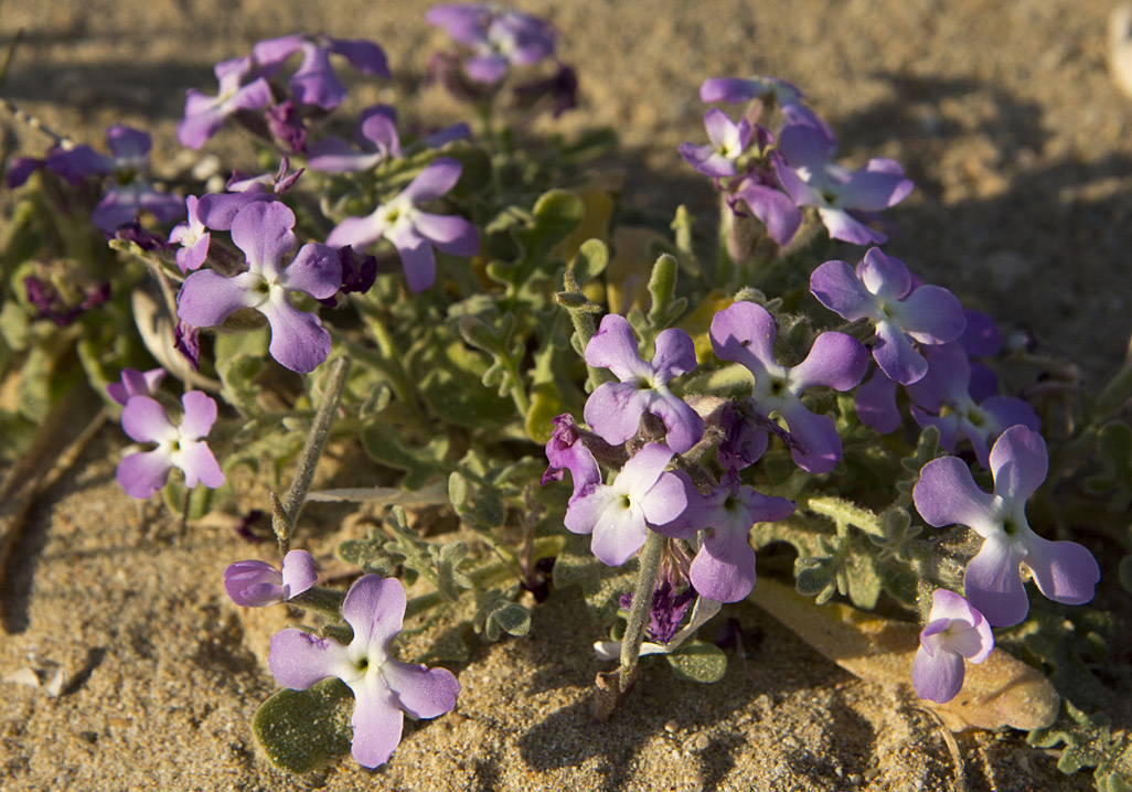 Image of Matthiola tricuspidata specimen.