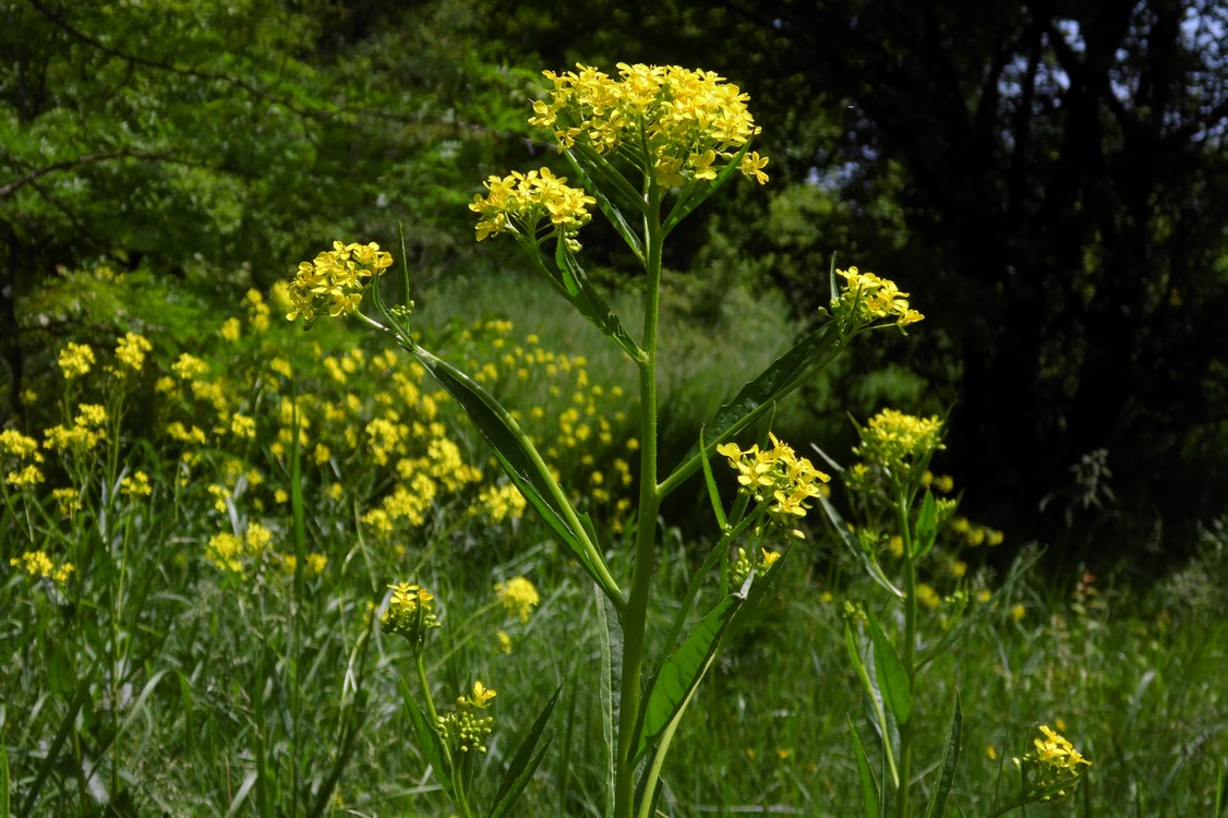 Image of Bunias orientalis specimen.