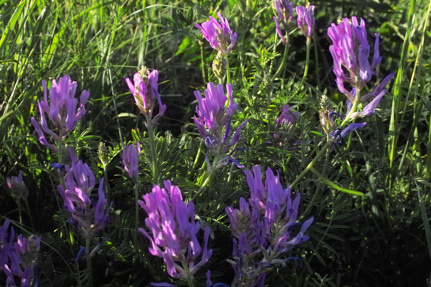 Image of Astragalus onobrychis specimen.