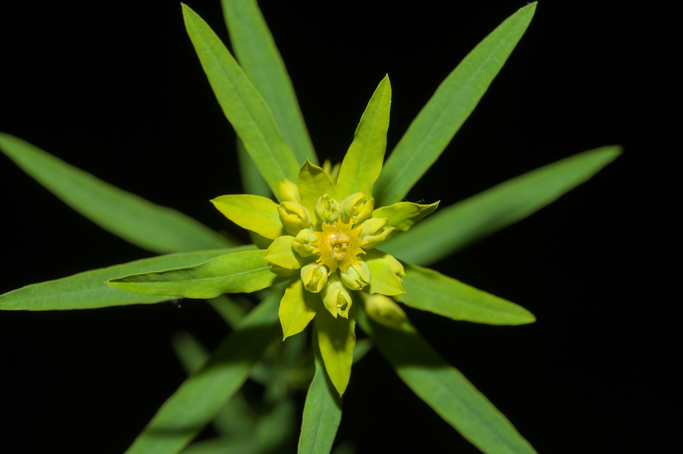 Изображение особи Euphorbia virgata.