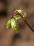 Stellaria media