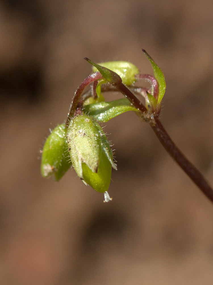 Image of Stellaria media specimen.