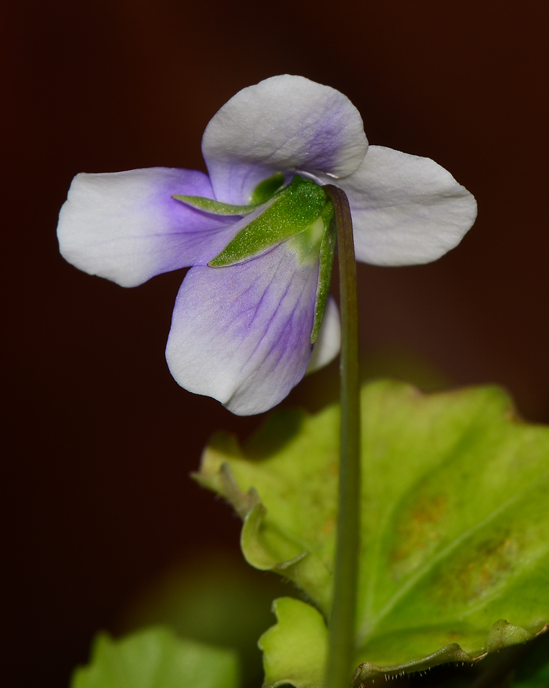 Изображение особи Viola hederacea.