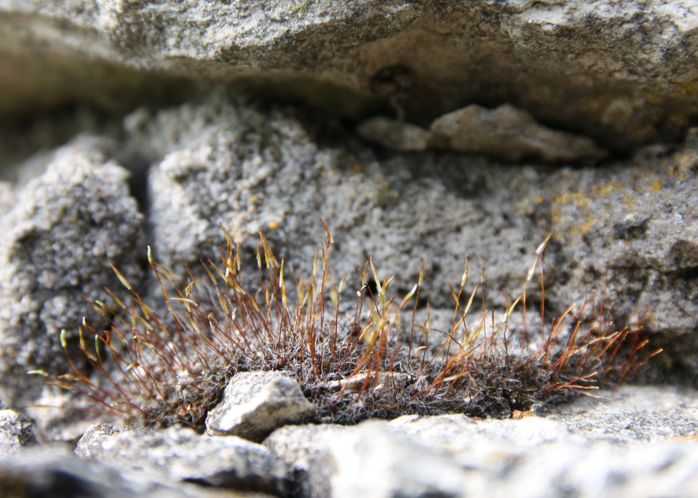 Изображение особи Tortula muralis.