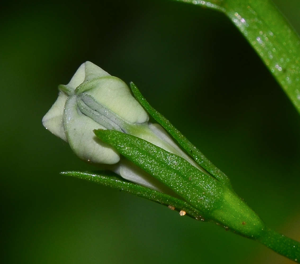Image of Lobelia erinus specimen.