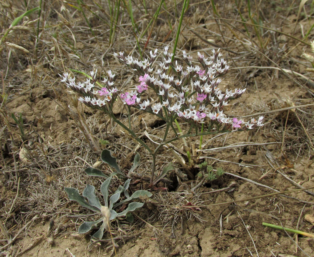 Image of Goniolimon orae-syvashicae specimen.