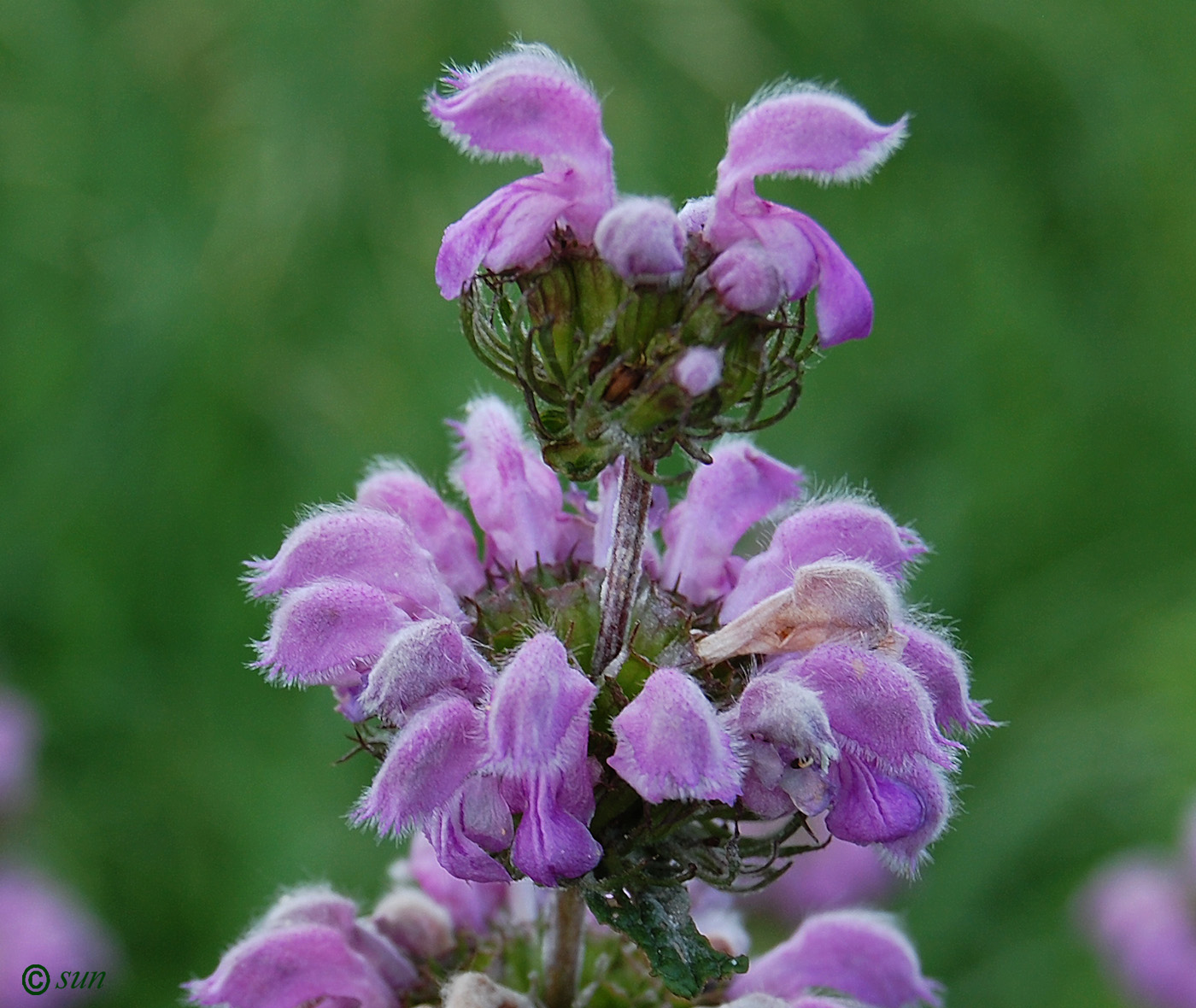 Image of Phlomoides tuberosa specimen.