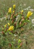 Hypericum elegans. Верхушка соцветия. Крым, Тарханкутский п-ов, балка Большой Кастель, петрофитная степь. 29 июня 2016 г.