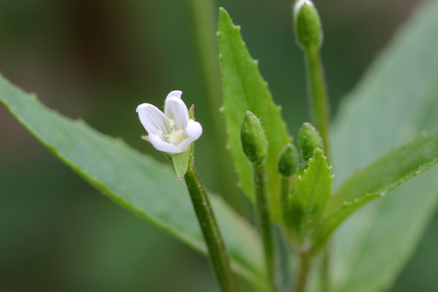 Изображение особи Epilobium pseudorubescens.