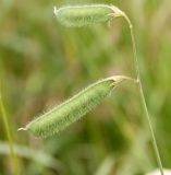 Lathyrus hirsutus. Соплодие (кисть бобов). Ростов-на-Дону, ботсад ЮФУ, остепнённый луг на залежи. 28.06.2016.