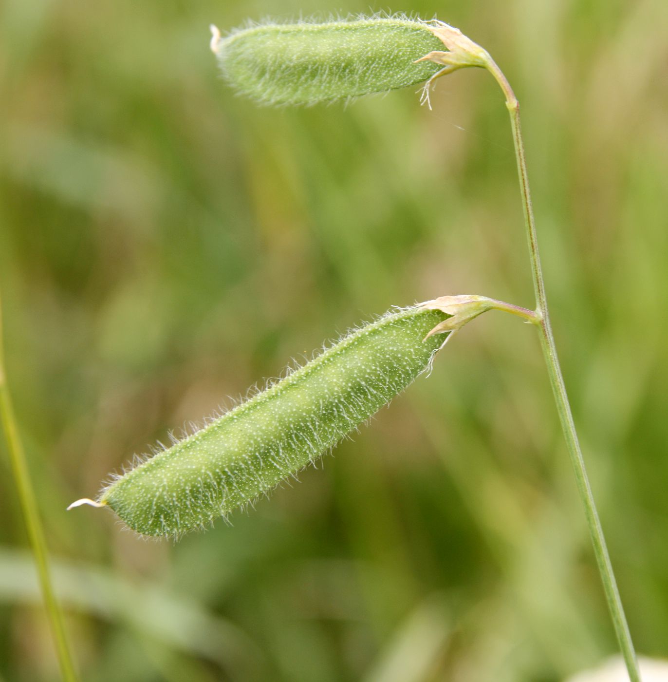 Изображение особи Lathyrus hirsutus.