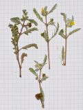 Tribulus bimucronatus