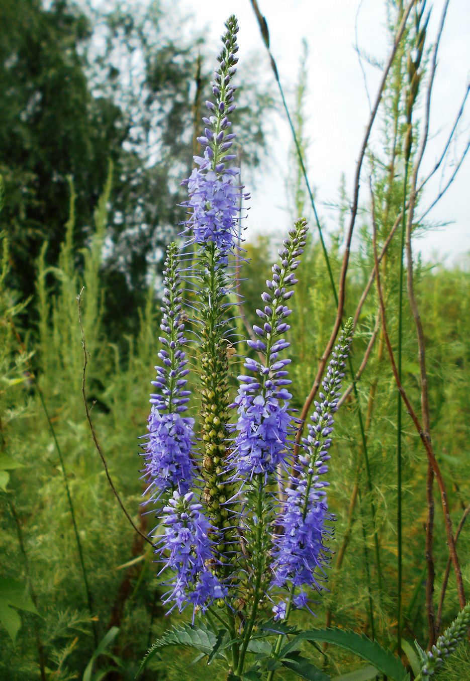 Изображение особи Veronica longifolia.