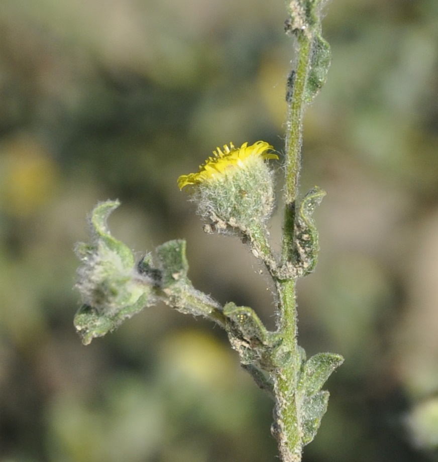 Изображение особи Pulicaria vulgaris.