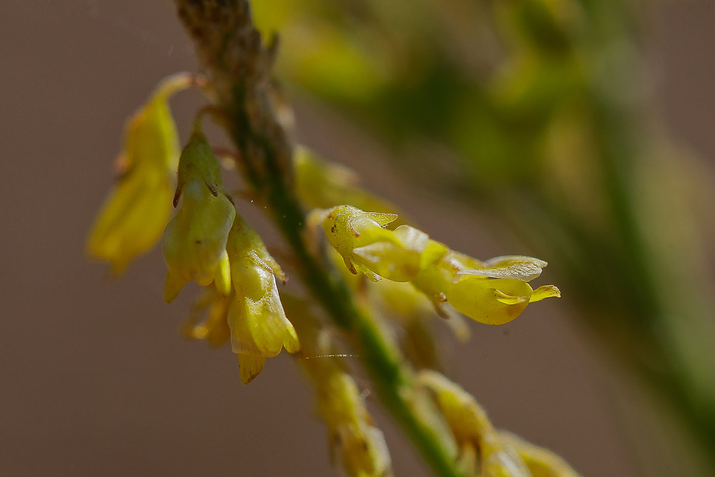 Изображение особи Melilotus officinalis.