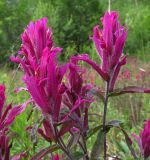 Castilleja rubra