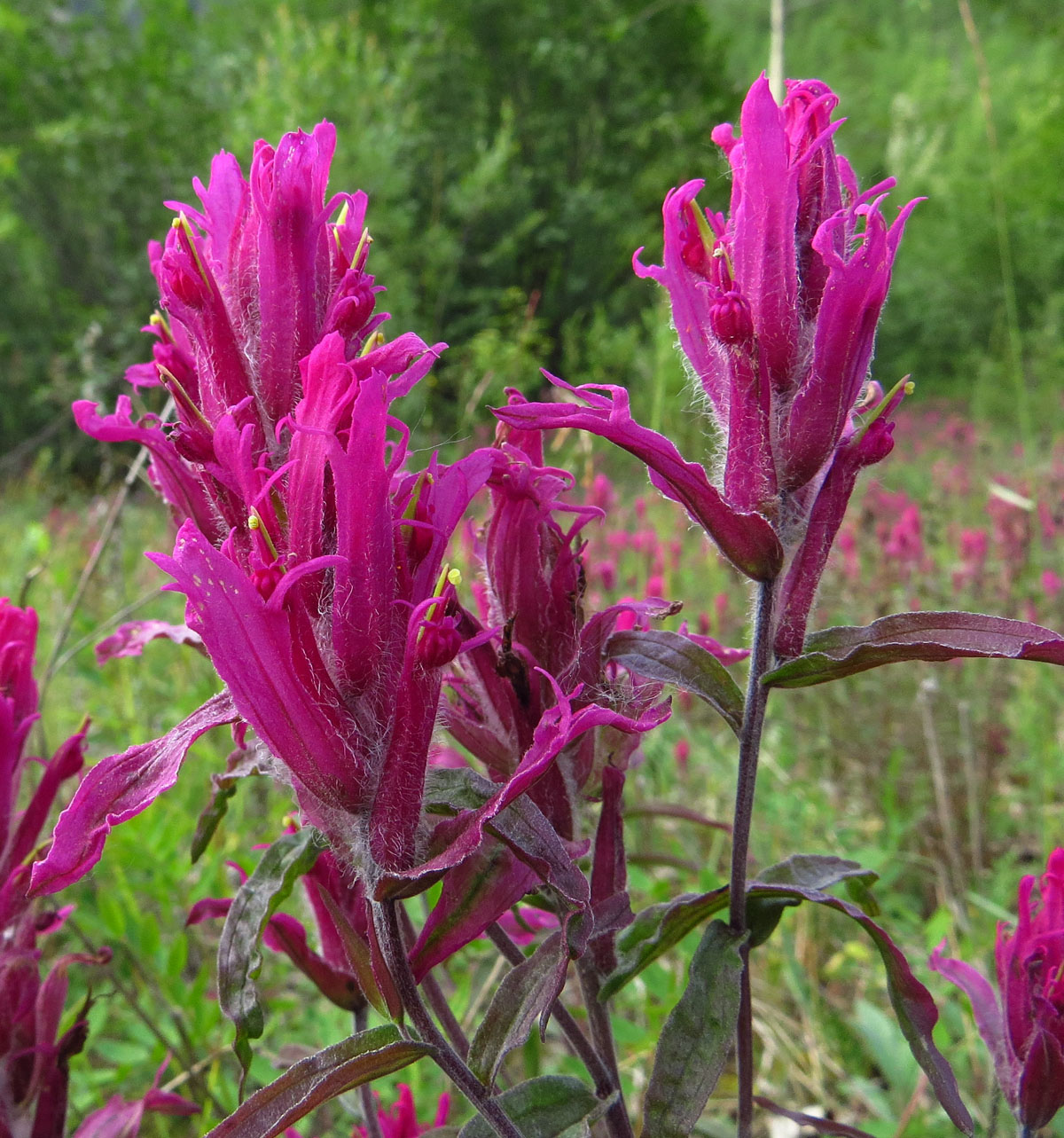 Изображение особи Castilleja rubra.