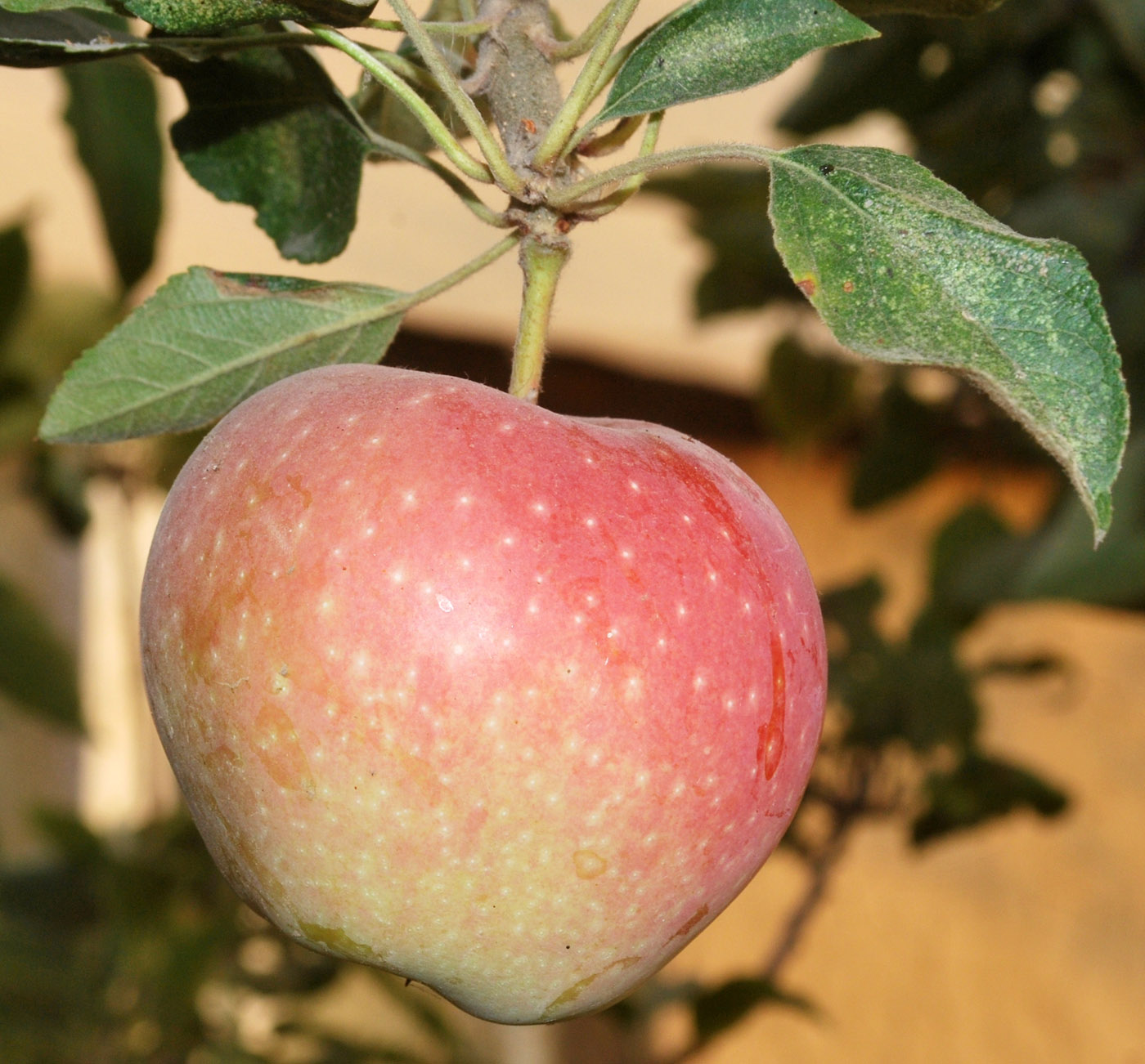 Изображение особи Malus domestica.