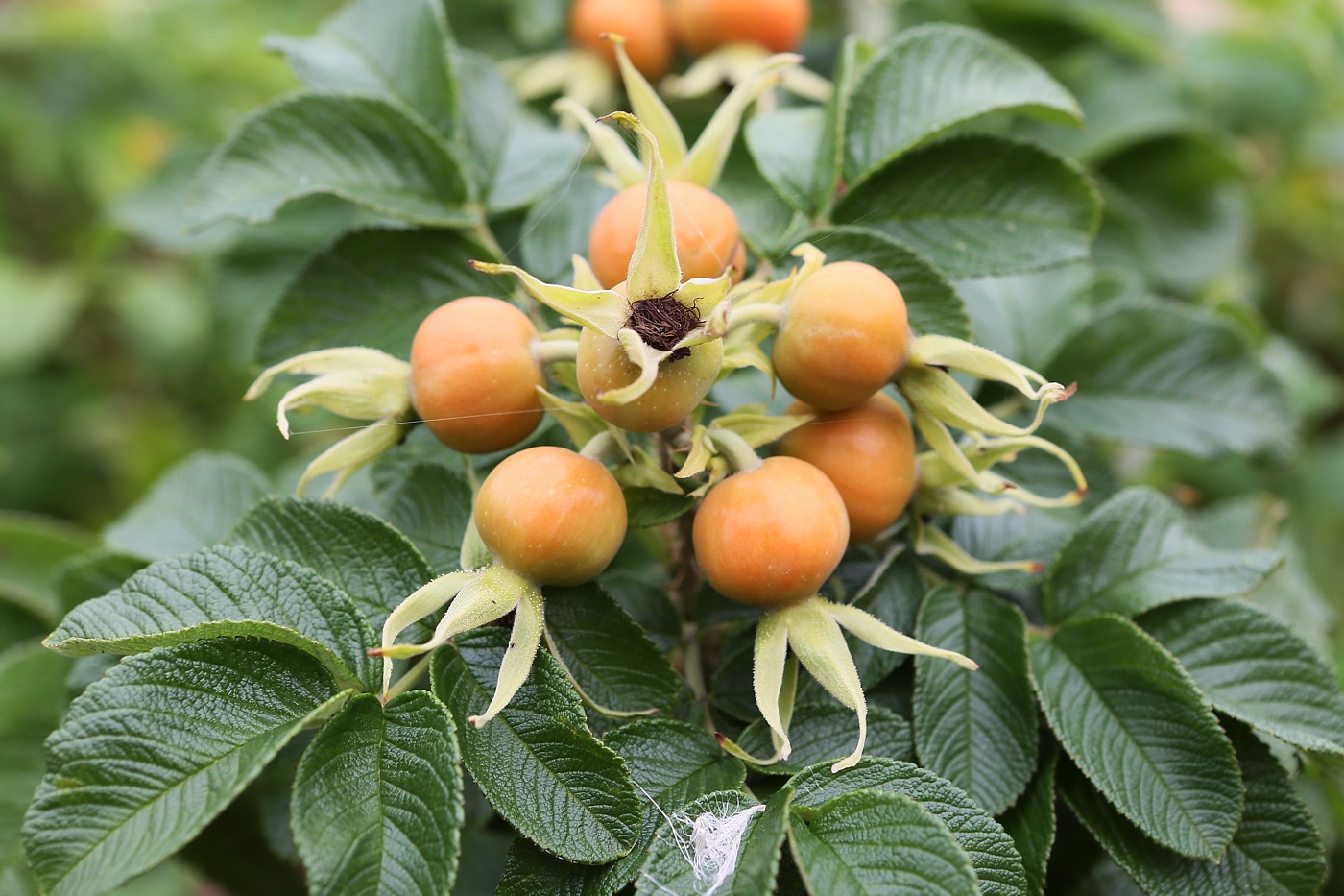 Image of Rosa rugosa specimen.
