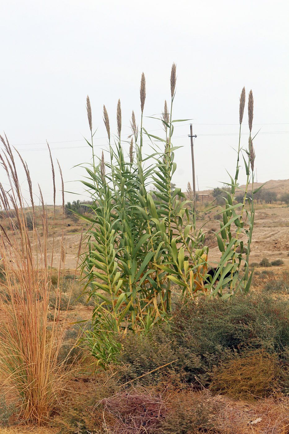 Изображение особи Arundo donax.