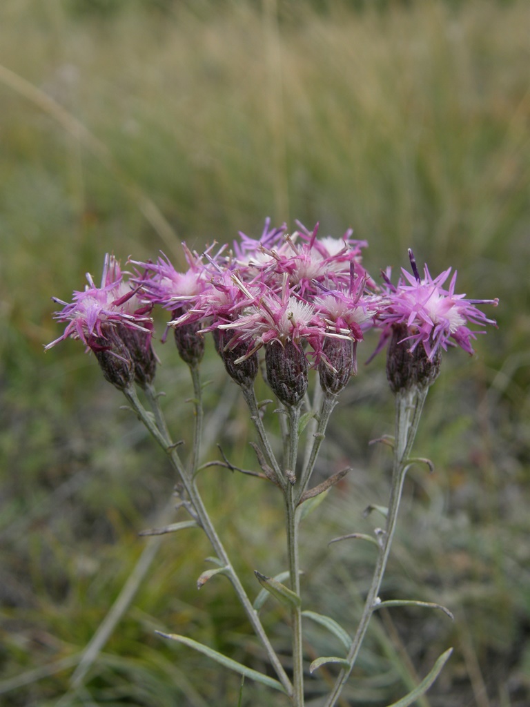 Image of Saussurea salicifolia specimen.