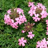 genus Glandularia