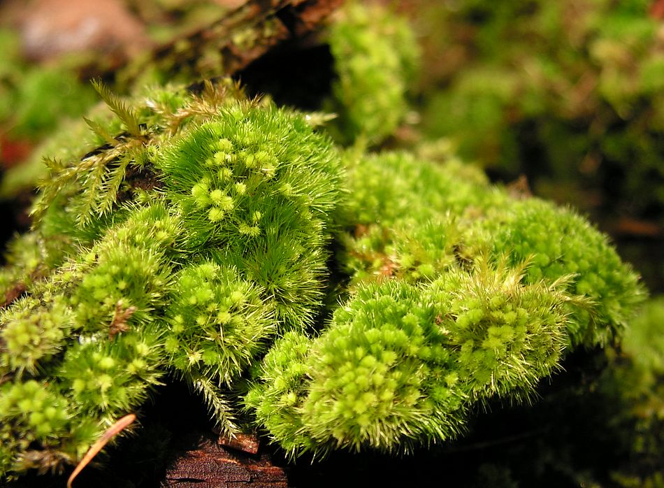 Image of Brothera leana specimen.