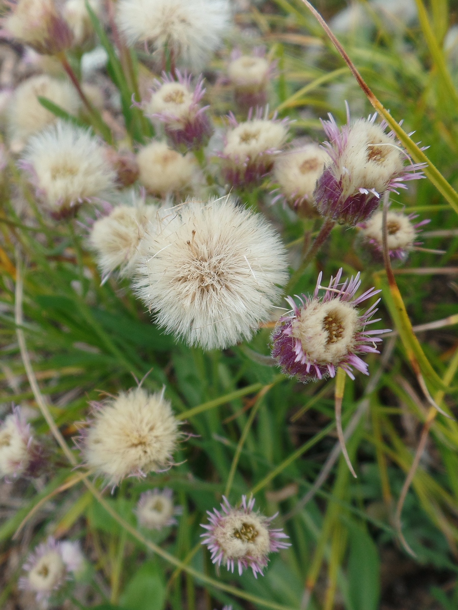 Изображение особи Erigeron podolicus.