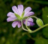 Image of taxon representative. Author is Анна Малыхина