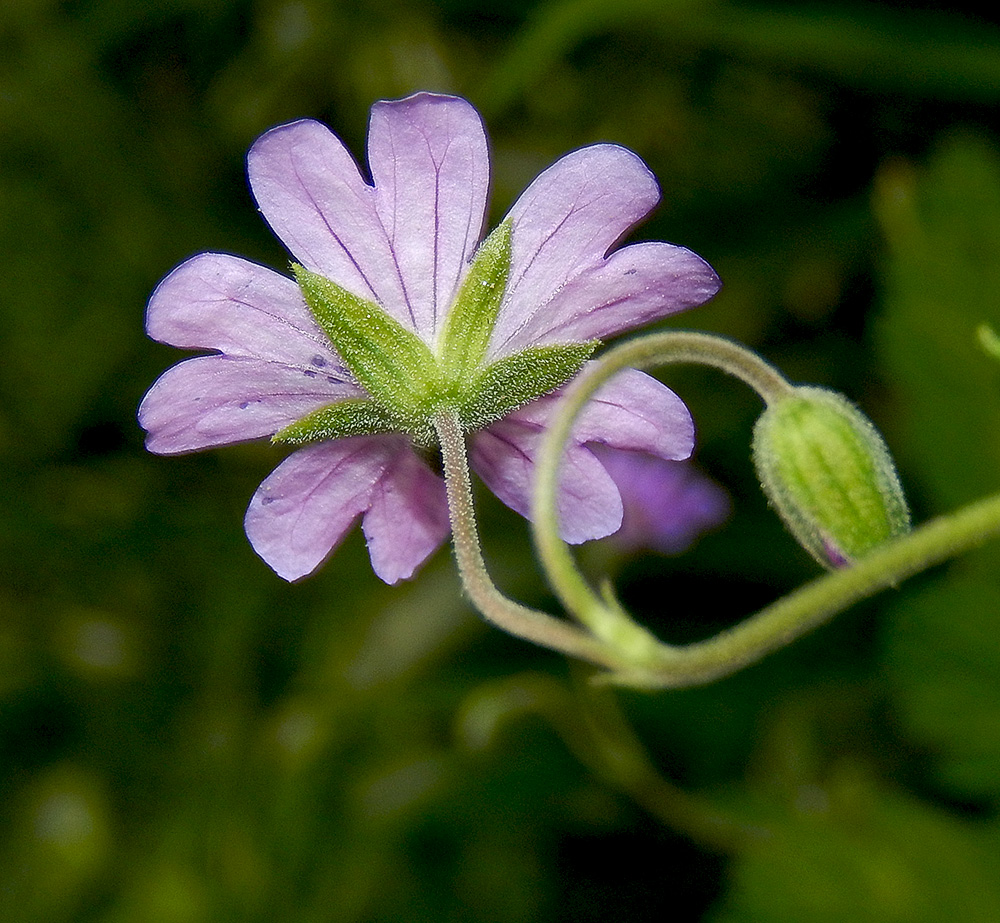 Изображение особи Geranium depilatum.