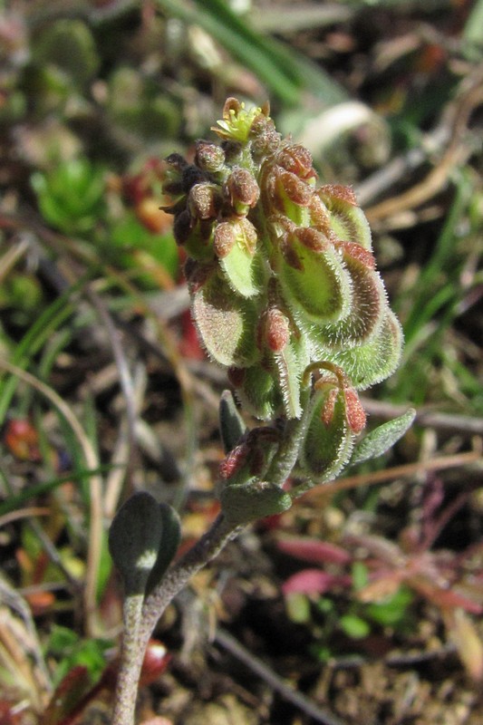 Image of Clypeola jonthlaspi specimen.