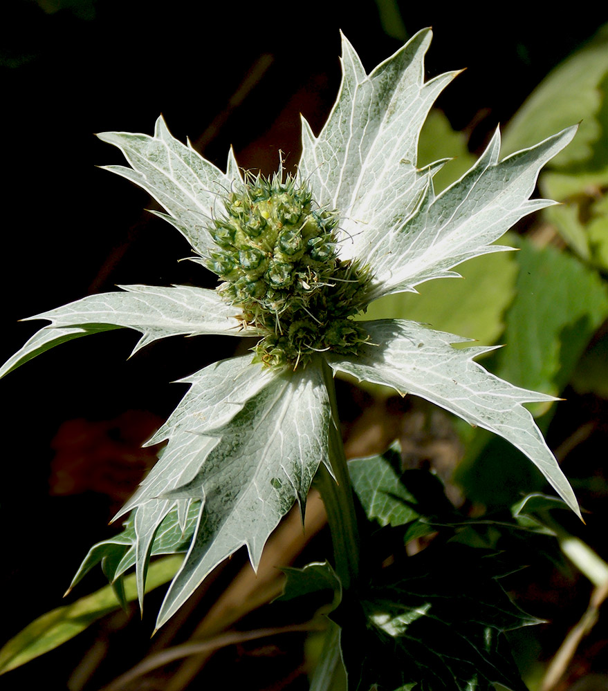 Изображение особи Eryngium giganteum.