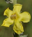 Verbascum undulatum