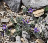 Linaria alpina