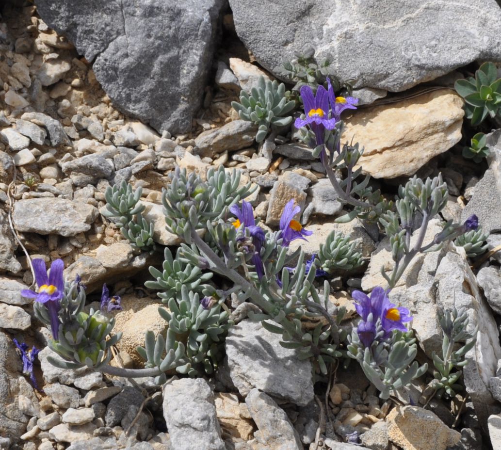 Изображение особи Linaria alpina.