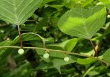 Actinidia polygama