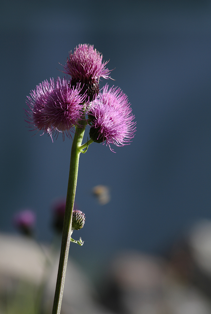 Изображение особи род Cirsium.