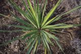 Yucca filamentosa. Вегетирующее растение. Украина, г. Киев, дендропарк, в культуре. 15.03.2017.