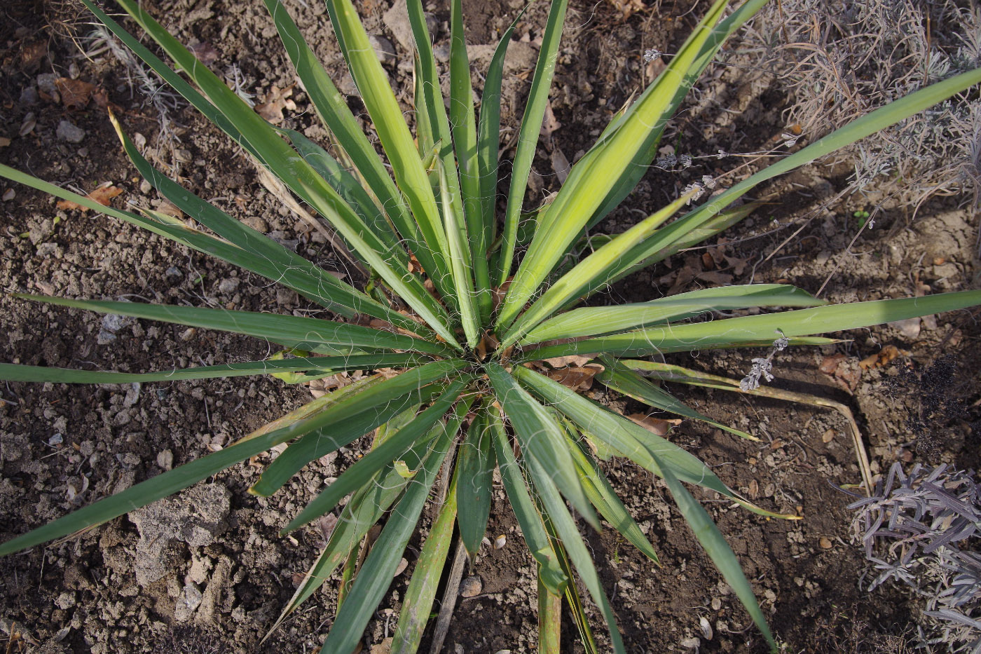 Изображение особи Yucca filamentosa.