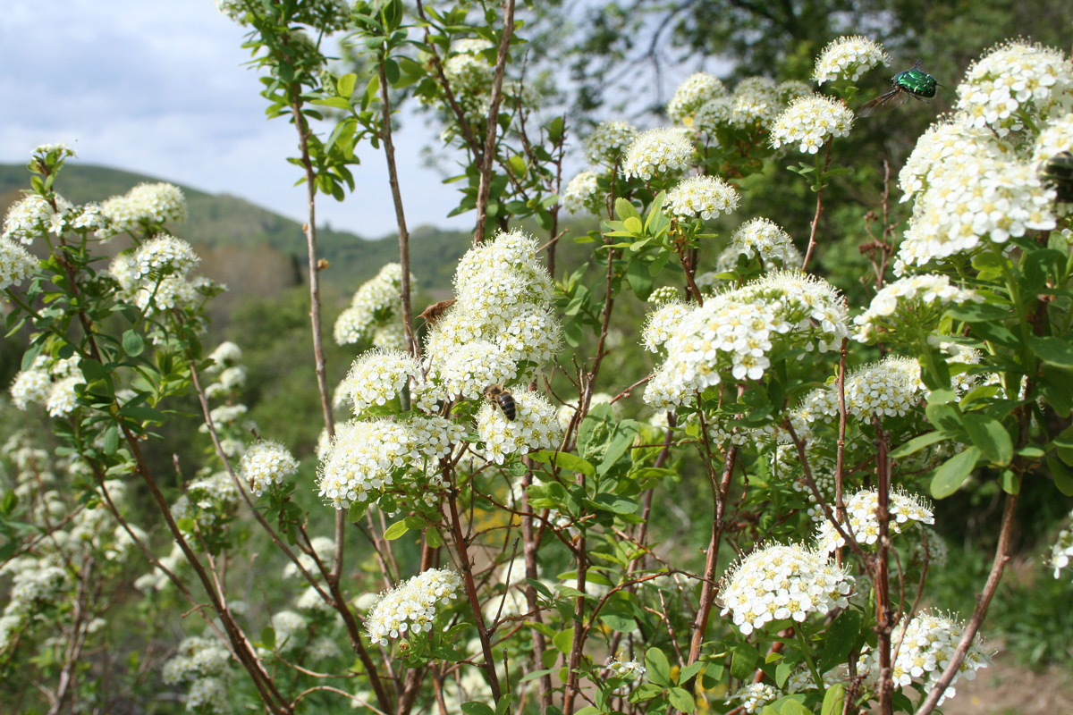 Изображение особи Spiraea media.