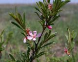 Amygdalus nana