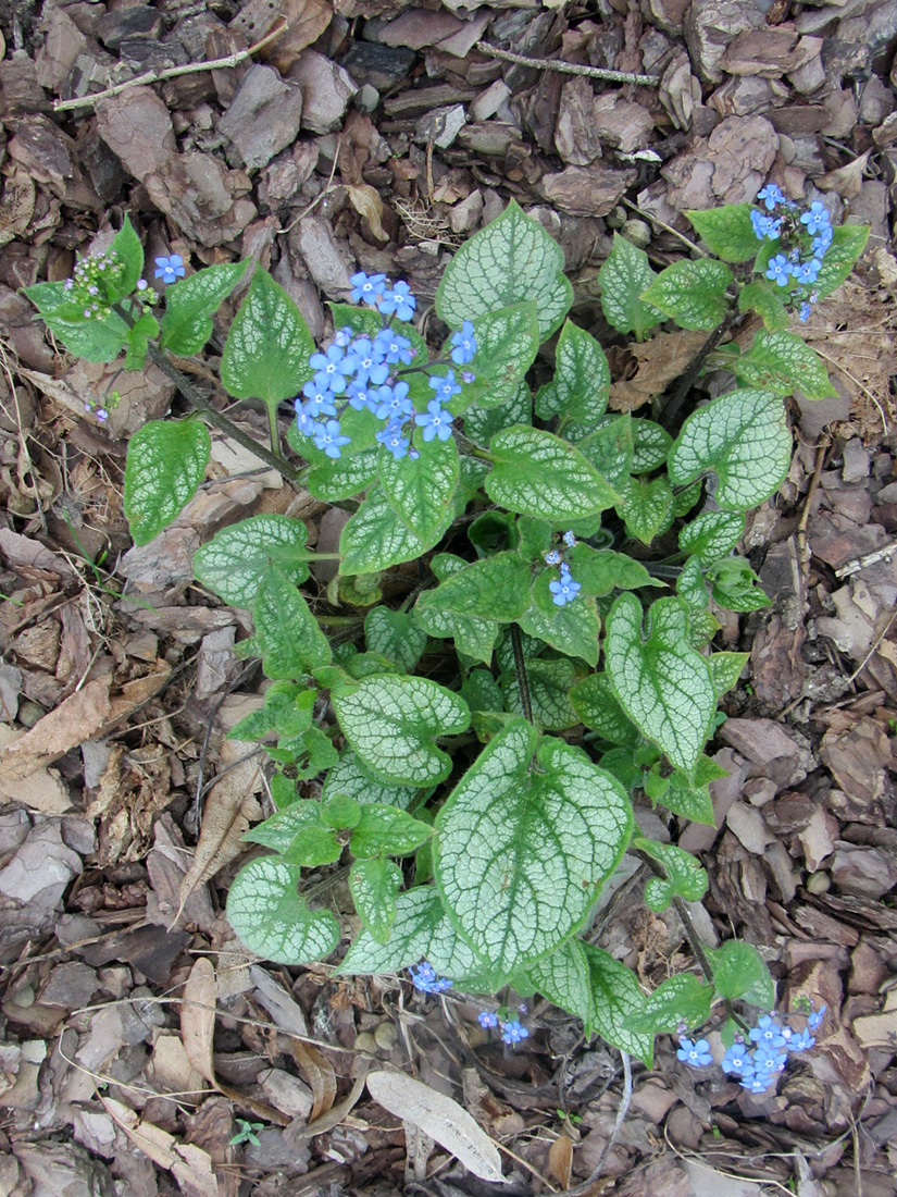 Image of Brunnera macrophylla specimen.