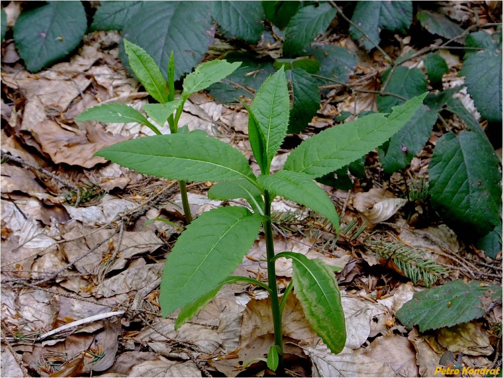 Изображение особи Senecio nemorensis.