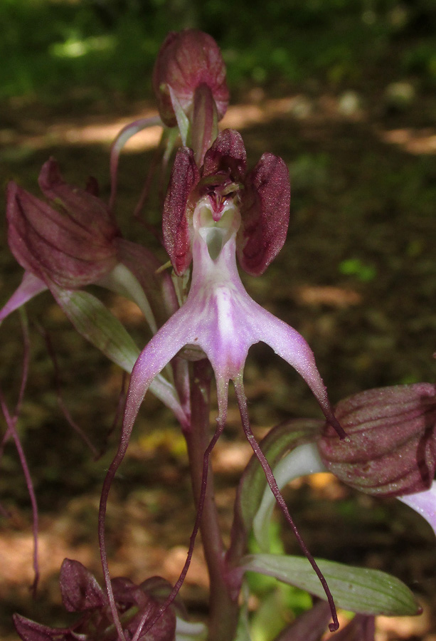 Image of Himantoglossum comperianum specimen.