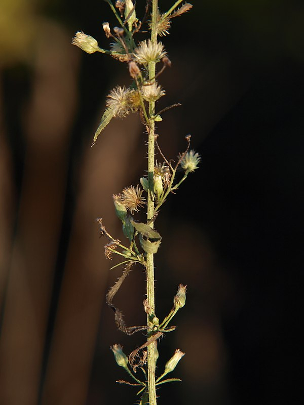 Image of Conyza canadensis specimen.