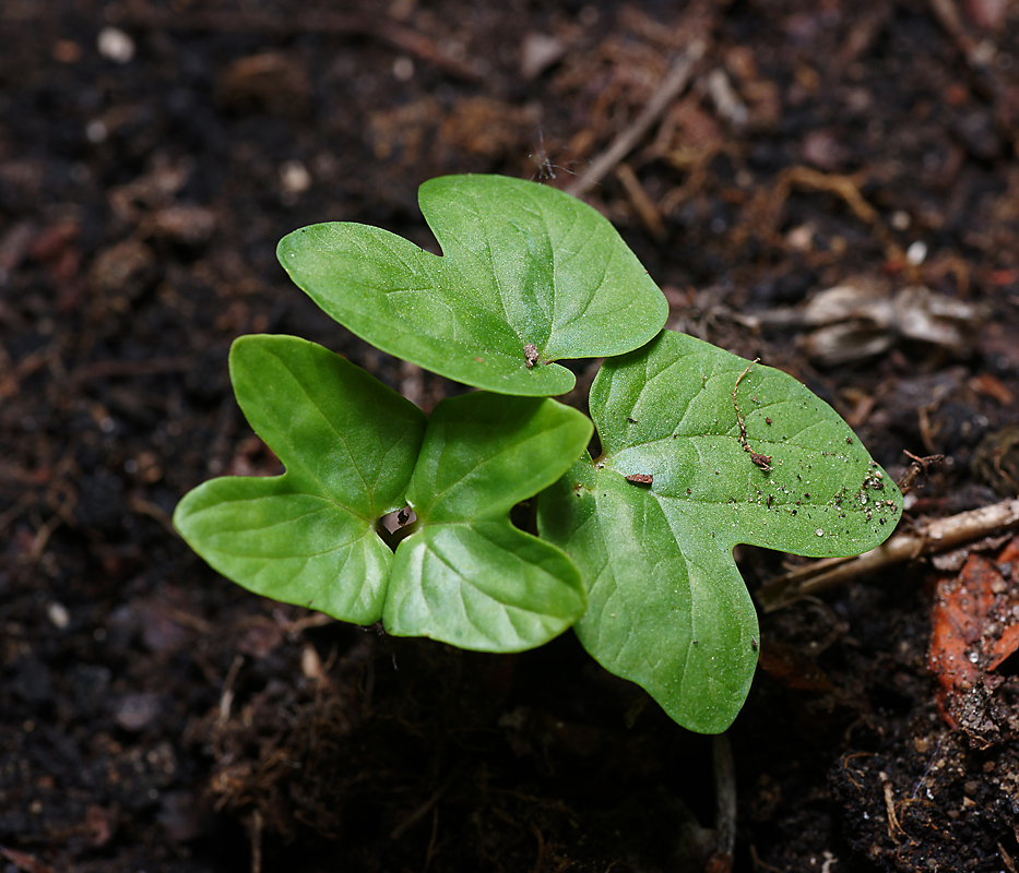 Image of Ipomoea purpurea specimen.