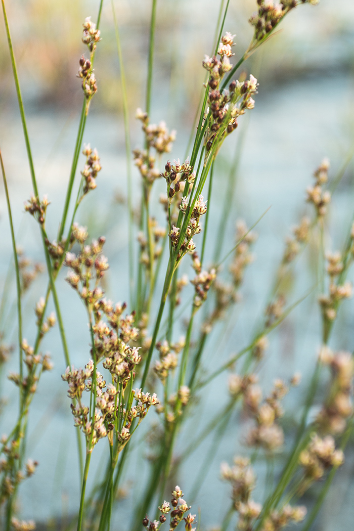 Изображение особи Juncus inflexus.