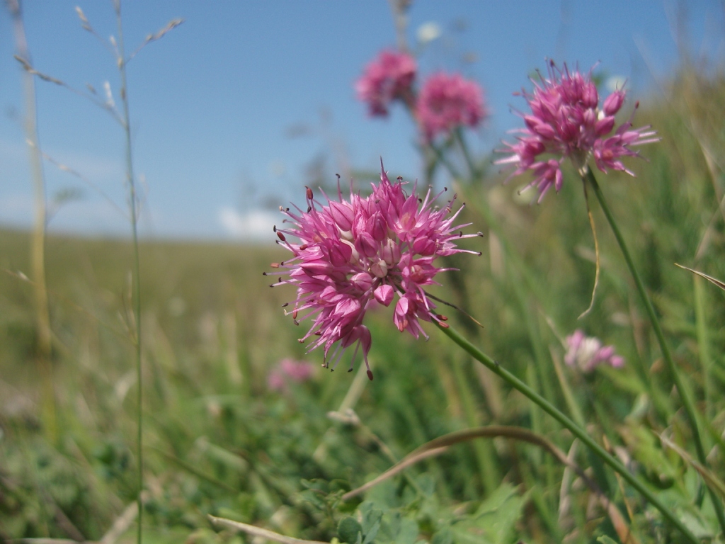 Изображение особи Allium globosum.