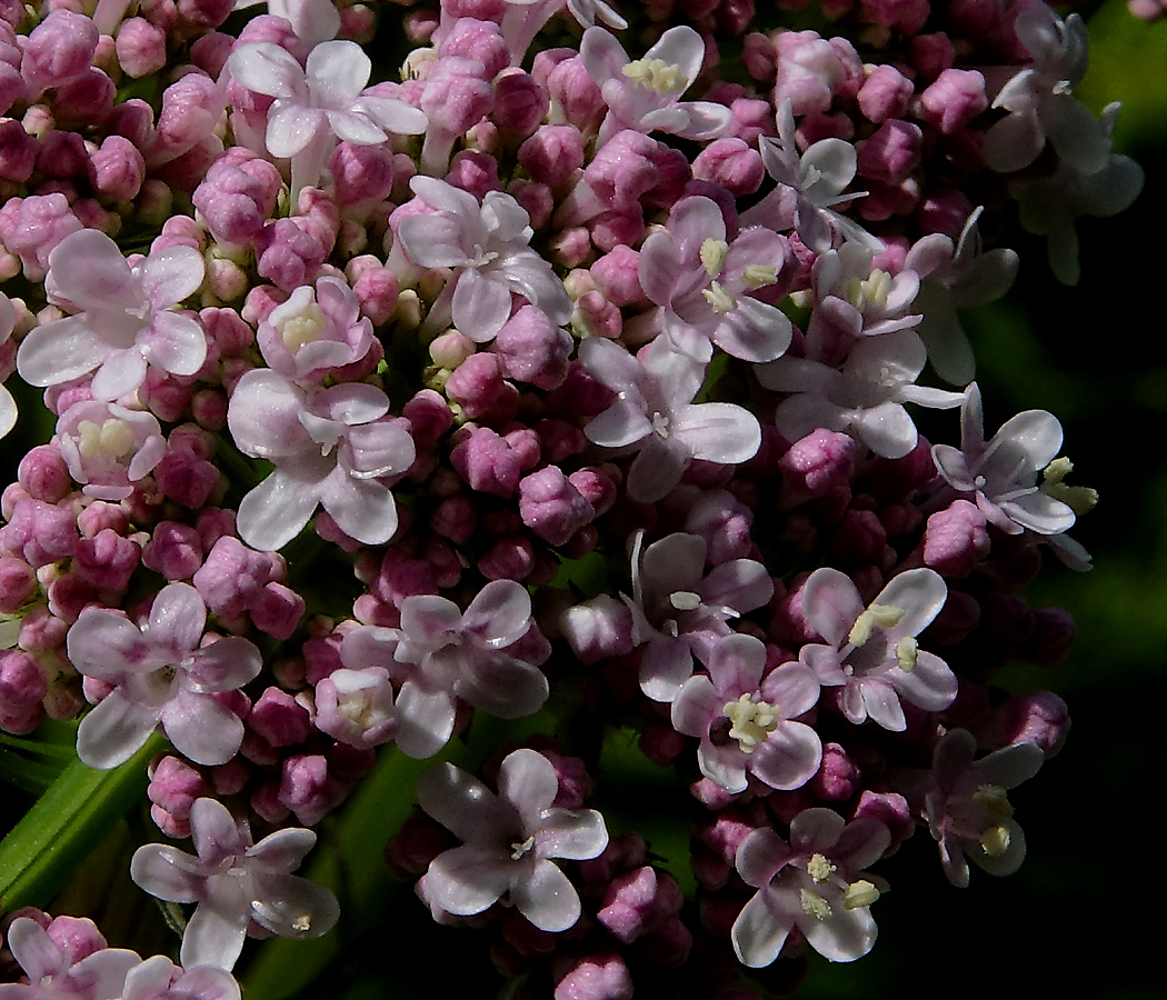 Изображение особи Valeriana officinalis.