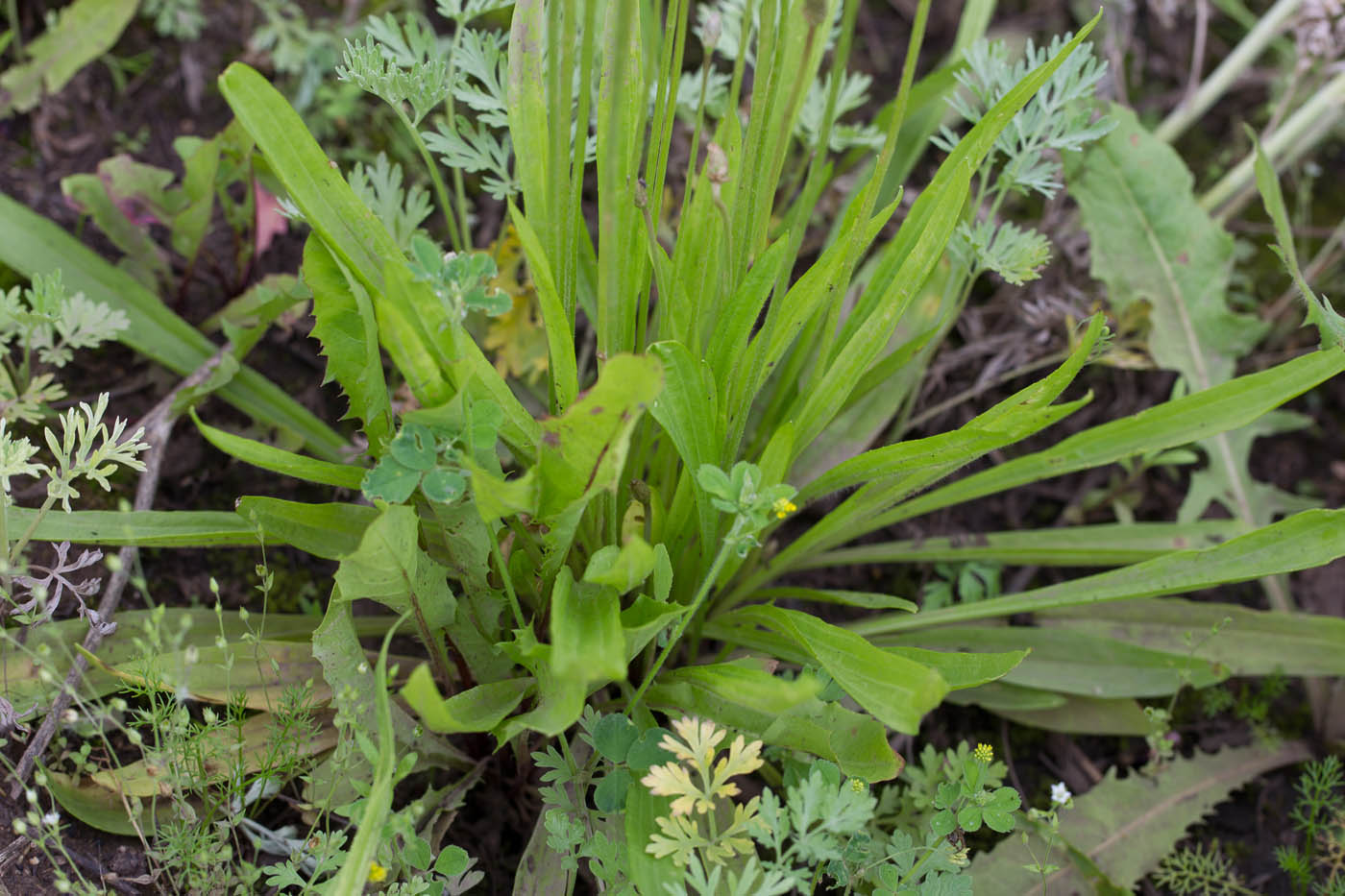 Image of Plantago lanceolata specimen.